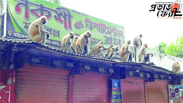 মেহেরপুর শহর ও গ্রামে ঘুরে বেড়াচ্ছে প্রায় শতাধিক হনুমান