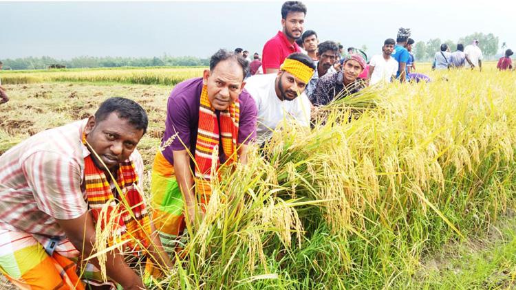 কৃষকের ধান কেটে দিলেন বিশ্ববিদ্যালয় শিক্ষক