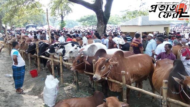 রাজধানীর ২৪টি পশুরহাটে আজ থেকে বেচাকেনা শুরু