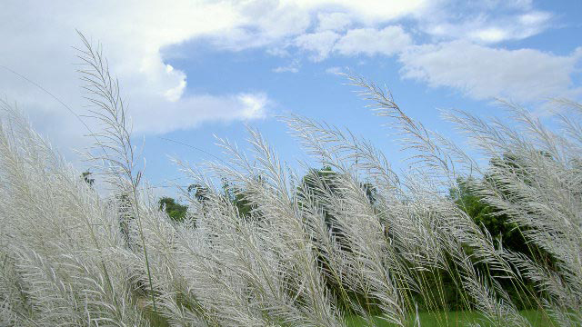 শরৎ : সোমের কৌমুদী